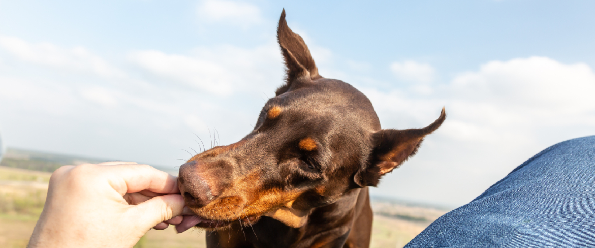 Peanut butter hotsell for diabetic dogs